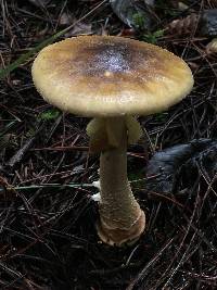 Amanita augusta image