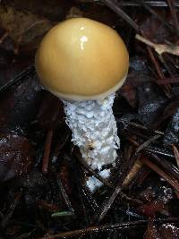 Stropharia ambigua image