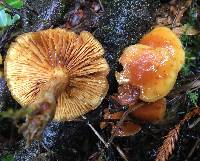 Gymnopilus sapineus image