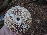 Macrolepiota procera var. procera image