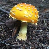 Amanita muscaria var. guessowii image