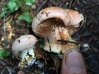 Cortinarius lilacinocolossus image