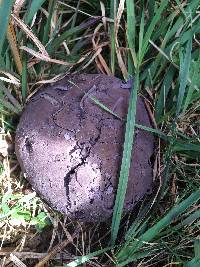 Calvatia cyathiformis image