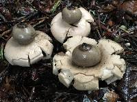 Geastrum saccatum image