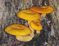 Omphalotus illudens image