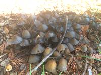 Coprinellus micaceus image