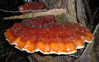 Ganoderma tsugae image