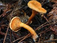 Hygrophoropsis aurantiaca image