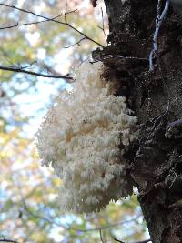 Hericium coralloides image