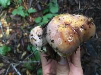 Cortinarius lilacinocolossus image