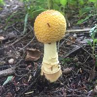 Amanita muscaria var. guessowii image