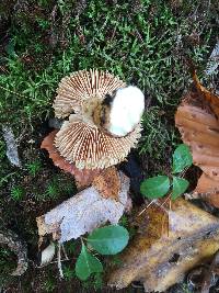 Pluteus cervinus image