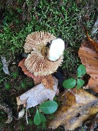 Pluteus cervinus image