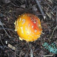 Amanita muscaria var. guessowii image