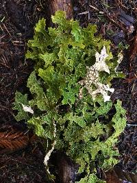 Lobaria pulmonaria image