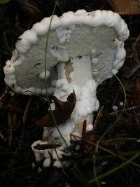 Hypomyces chrysospermus image