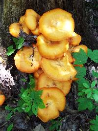 Omphalotus illudens image