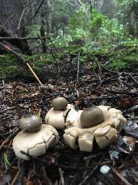 Geastrum saccatum image