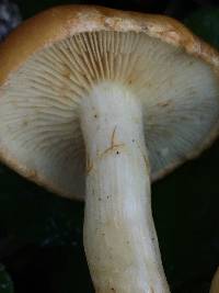 Pholiota spumosa image