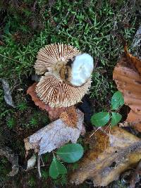 Pluteus cervinus image