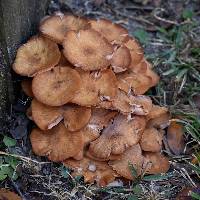 Armillaria tabescens image