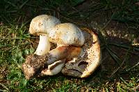 Agaricus xanthodermus image