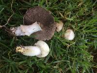 Agaricus xanthodermus image