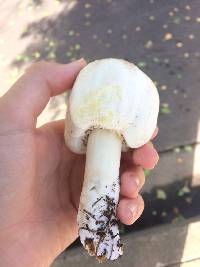 Agaricus xanthodermus image