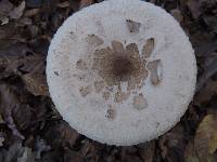 Macrolepiota procera var. procera image