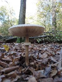 Macrolepiota procera var. procera image