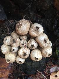 Lycoperdon pyriforme image