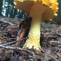 Amanita muscaria var. guessowii image