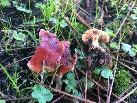 Leratiomyces ceres image