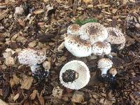 Chlorophyllum brunneum image