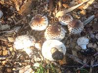 Chlorophyllum brunneum image