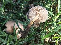 Marasmius oreades image