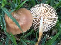 Marasmius oreades image