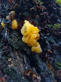 Tremella aurantia image