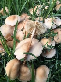 Marasmius oreades image