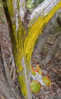Chrysothrix candelaris image
