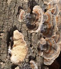 Trametes versicolor image