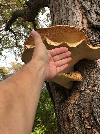 Polyporus squamosus image