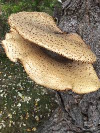 Polyporus squamosus image