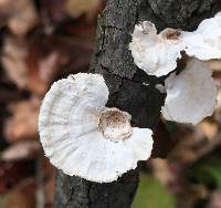 Poronidulus conchifer image