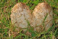 Coprinus comatus image