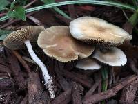 Psilocybe ovoideocystidiata image