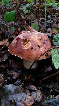 Boletus regineus image