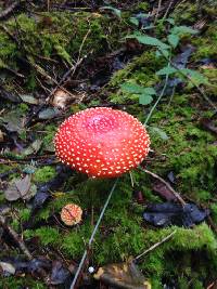 Amanita muscaria image