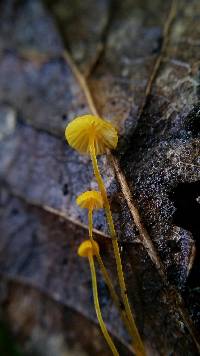 Mycena oregonensis image