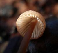 Mycena californiensis image